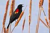 Bird On A Cattail_DSCF00396